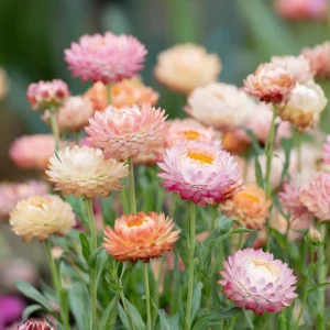 Apricot Peach Mix Organic Strawflower Seeds - 25 Seeds - Warm-Toned Everlasting Blooms - Image 1