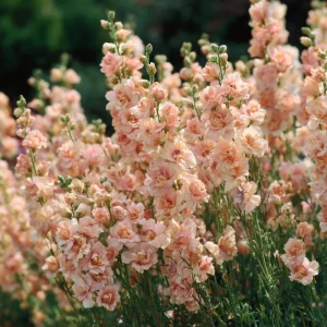 Apricot Stock Seeds - Matthiola Incana, Fragrant Apricot Цветы, 50 Seeds - Image 2
