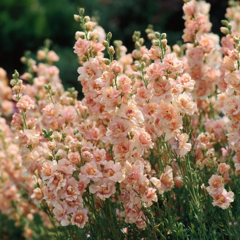 Apricot Stock Seeds - Matthiola Incana, Fragrant Apricot Цветы, 50 Seeds - Image 2