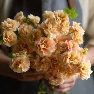 Apricot Stock Seeds - Matthiola Incana, Fragrant Apricot Цветы, 50 Seeds - Image 3