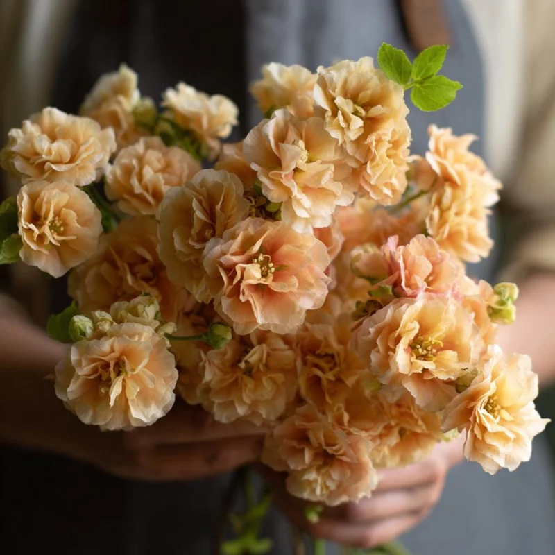 Apricot Stock Seeds - Matthiola Incana, Fragrant Apricot Цветы, 50 Seeds - Image 3