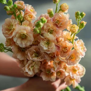 Apricot Stock Seeds - Matthiola Incana, Fragrant Apricot Цветы, 50 Seeds - Image 4