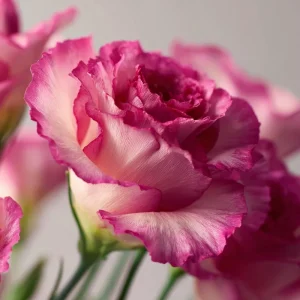 Arena III Red F1 Lisianthus Seeds - 25 Rich Berry Rose Eustoma Grandiflorum - Image 4