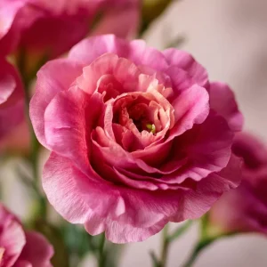 Arena III Red F1 Lisianthus Seeds - 25 Rich Berry Rose Eustoma Grandiflorum - Image 6
