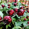 Asian Sour Leaf Roselle Hibiscus Seeds - 20 Count - Edible, Heat-Tolerant - Image 1