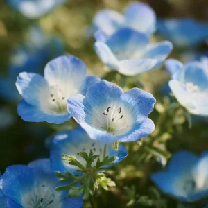Baby Blue Eyes Flower Seeds – Nemophila Menziesii Seeds – 200 Seeds – Delicate Sky-Blue Blooms - Image 2