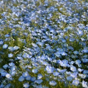 Baby Blue Eyes Flower Seeds – Nemophila Menziesii Seeds – 200 Seeds – Delicate Sky-Blue Blooms - Image 3