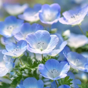 Baby Blue Eyes Flower Seeds – Nemophila Menziesii Seeds – 200 Seeds – Delicate Sky-Blue Blooms - Image 4