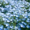 Baby Blue Eyes Flower Seeds – Nemophila Menziesii Seeds – 200 Seeds – Delicate Sky-Blue Blooms - Image 1