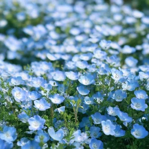 Baby Blue Eyes Flower Seeds – Nemophila Menziesii Seeds – 200 Seeds – Delicate Sky-Blue Blooms - Image 1