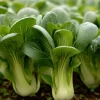Baby Shanghai Pak Choi Cabbage Seeds - 150 Count Fast-Growing Asian Greens - Image 1
