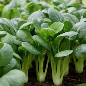 Baby Shanghai Pak Choi Cabbage Seeds - 150 Count Fast-Growing Asian Greens - Image 4