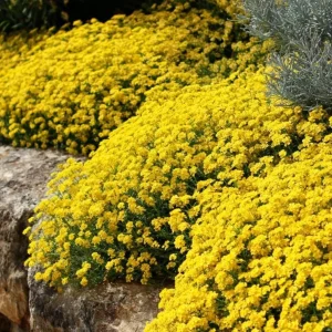 Basket of Gold Alyssum Saxatile Seeds - 100 Heirloom Flower Seeds for Rock Gardens, Drought Tolerant - Image 1