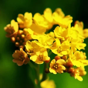 Basket of Gold Alyssum Saxatile Seeds - 100 Heirloom Flower Seeds for Rock Gardens, Drought Tolerant - Image 2