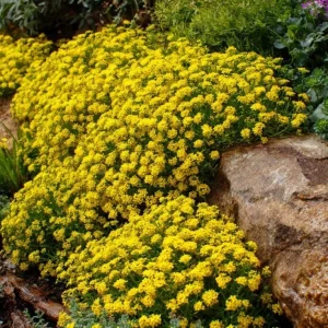 Basket of Gold Alyssum Saxatile Seeds - 100 Heirloom Flower Seeds for Rock Gardens, Drought Tolerant - Image 3