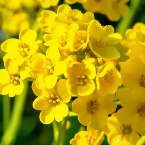 Basket of Gold Alyssum Saxatile Seeds - 100 Heirloom Flower Seeds for Rock Gardens, Drought Tolerant - Image 4