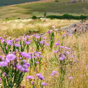 Basketflower Seeds 100 Count - Heirloom Centaurea americana for Gardens & Cut Flowers - Image 2