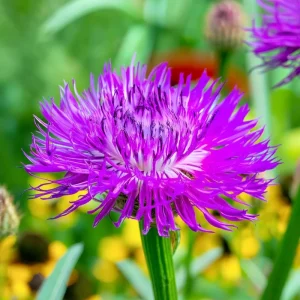 Basketflower Seeds 100 Count - Heirloom Centaurea americana for Gardens & Cut Flowers - Image 4