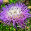 Basketflower Seeds 100 Count - Heirloom Centaurea americana for Gardens & Cut Flowers - Image 1
