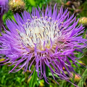 Basketflower Seeds 100 Count - Heirloom Centaurea americana for Gardens & Cut Flowers - Image 1