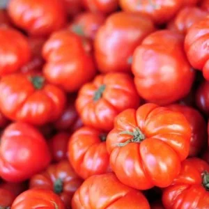 Beefsteak Tomato Live Plant – 6-8 Inch Tall, 4-Inch Pot, Garden Ready - Image 2