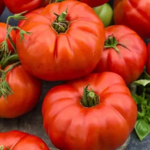 Beefsteak Tomato Live Plant – 6-8 Inch Tall, 4-Inch Pot, Garden Ready - Image 3