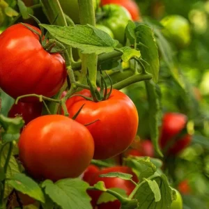 Beefsteak Tomato Live Plant – 6-8 Inch Tall, 4-Inch Pot, Garden Ready - Image 6