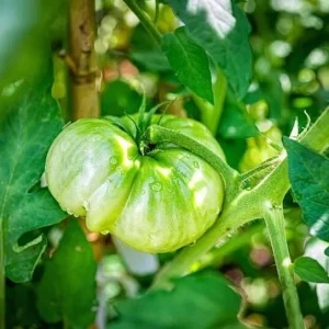 Beefsteak Tomato Live Plant – 6-8 Inch Tall, 4-Inch Pot, Garden Ready - Image 7