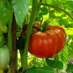 Beefsteak Tomato Live Plant – 6-8 Inch Tall, 4-Inch Pot, Garden Ready - Image 8