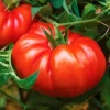 Beefsteak Tomato Live Plant – 6-8 Inch Tall, 4-Inch Pot, Garden Ready - Image 1