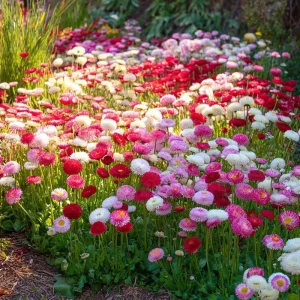 Bellis English Daisy Seeds - Pink, White & Red Mix - 200 Count - Cottage Garden Flowers - Image 2