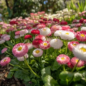 Bellis English Daisy Seeds - Pink, White & Red Mix - 200 Count - Cottage Garden Flowers - Image 4
