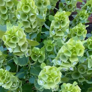 Bells of Ireland Seeds - 50 Moluccella Laevis Seeds for Ornamental Garden - Image 2