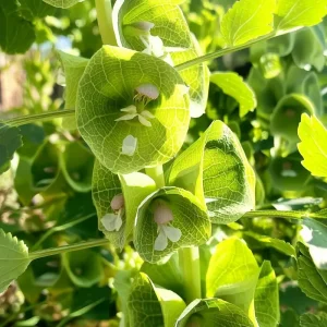 Bells of Ireland Seeds - 50 Moluccella Laevis Seeds for Ornamental Garden - Image 3