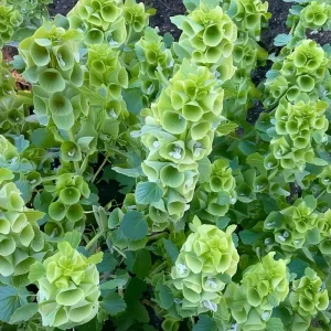 Bells of Ireland Seeds - 50 Moluccella Laevis Seeds for Ornamental Garden - Image 4