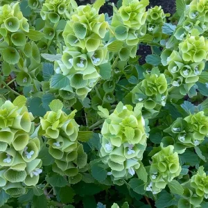 Bells of Ireland Seeds - 50 Moluccella Laevis Seeds for Ornamental Garden - Image 5