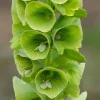 Bells of Ireland Seeds - 50 Moluccella Laevis Seeds for Ornamental Garden - Image 1