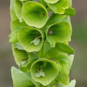 Bells of Ireland Seeds - 50 Moluccella Laevis Seeds for Ornamental Garden - Image 1