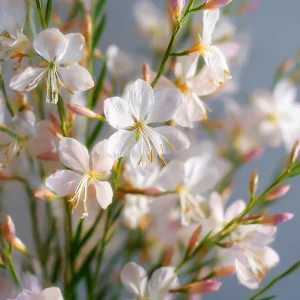 Biennial Gaura Seeds - 25 Count - White & Pink Butterfly Flowers - Outdoor - Image 3