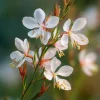 Biennial Gaura Seeds - 25 Count - White & Pink Butterfly Flowers - Outdoor - Image 1