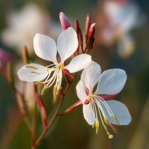 Biennial Gaura Seeds - 25 Count - White & Pink Butterfly Flowers - Outdoor - Image 6