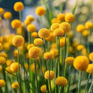 Billy Button Seeds - Craspedia Globosa - 50 Yellow Ball-Shaped Flower Seeds - Image 3