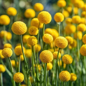 Billy Button Seeds - Craspedia Globosa - 50 Yellow Ball-Shaped Flower Seeds - Image 4