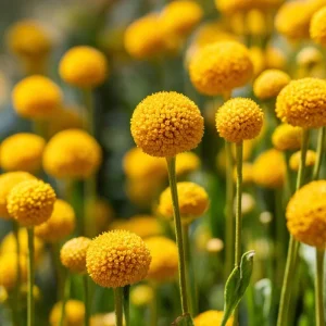 Billy Button Seeds - Craspedia Globosa - 50 Yellow Ball-Shaped Flower Seeds - Image 5