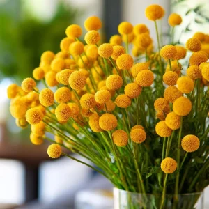 Billy Button Seeds - Craspedia Globosa - 50 Yellow Ball-Shaped Flower Seeds - Image 1