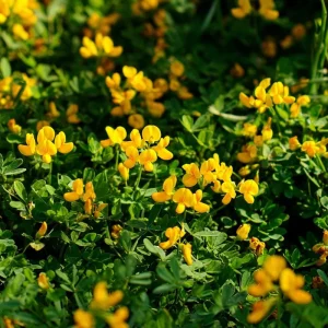 Bird's Foot Trefoil Seeds - Lotus Corniculatus - 200 Seeds - Pollinator Friendly Perennial Groundcover - Image 2