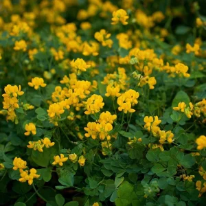 Bird's Foot Trefoil Seeds - Lotus Corniculatus - 200 Seeds - Pollinator Friendly Perennial Groundcover - Image 4