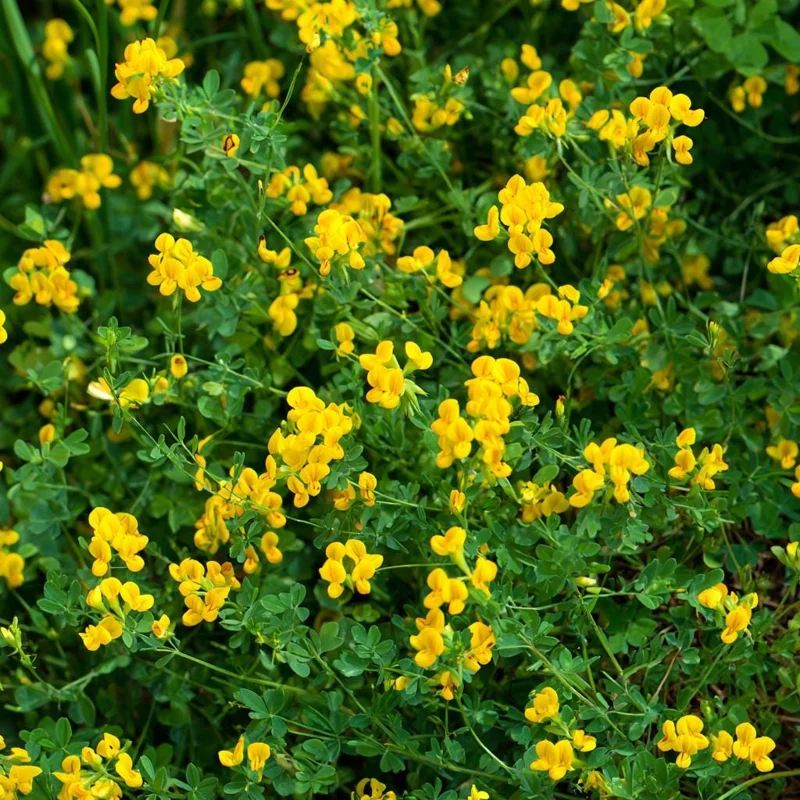Bird's Foot Trefoil Seeds - Lotus Corniculatus - 200 Seeds - Pollinator Friendly Perennial Groundcover - Image 5