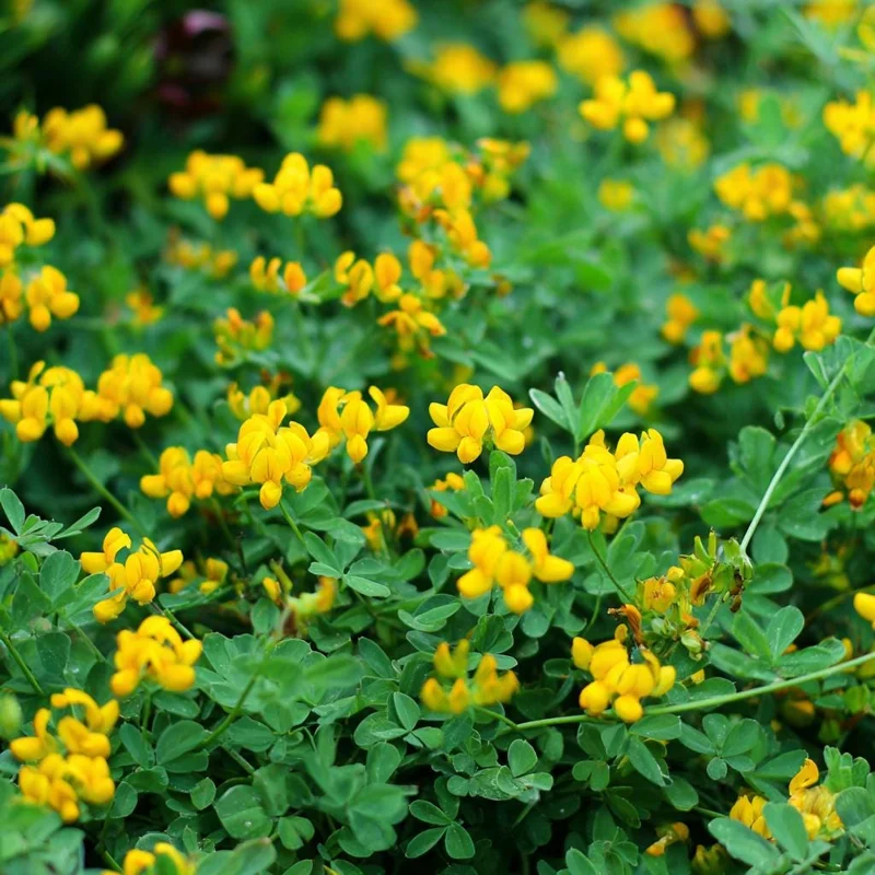 Bird's Foot Trefoil Seeds - Lotus Corniculatus - 200 Seeds - Pollinator Friendly Perennial Groundcover - Image 6