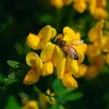 Bird's Foot Trefoil Seeds - Lotus Corniculatus - 200 Seeds - Pollinator Friendly Perennial Groundcover - Image 1